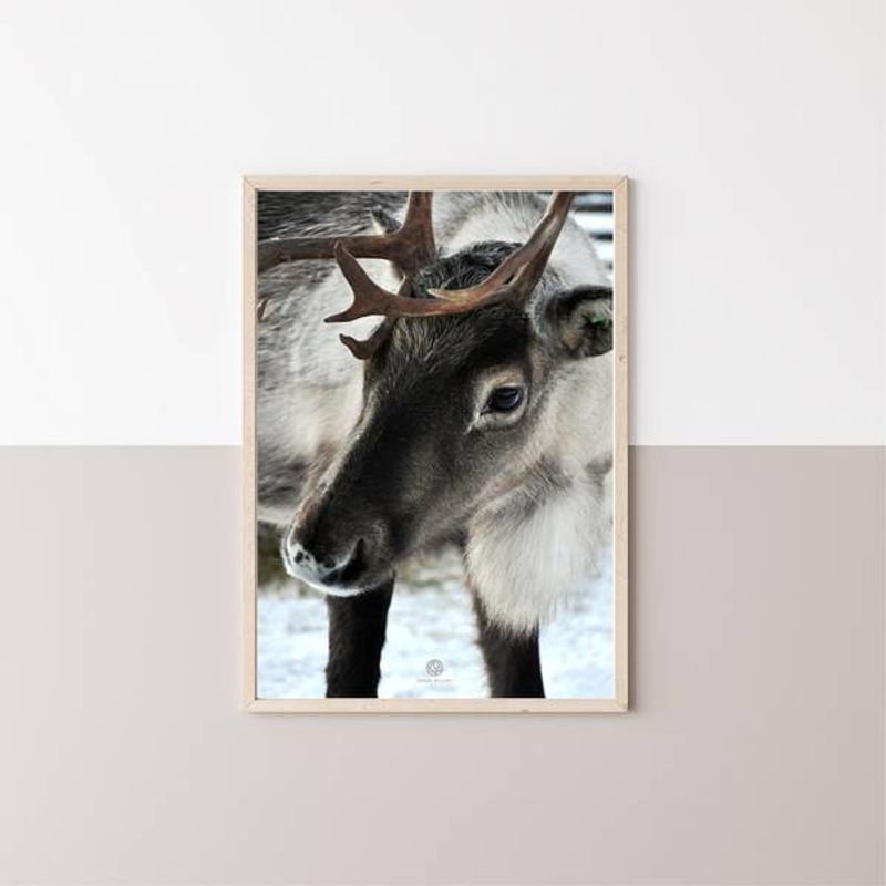 Reinsdyr | 50x70 Plakat