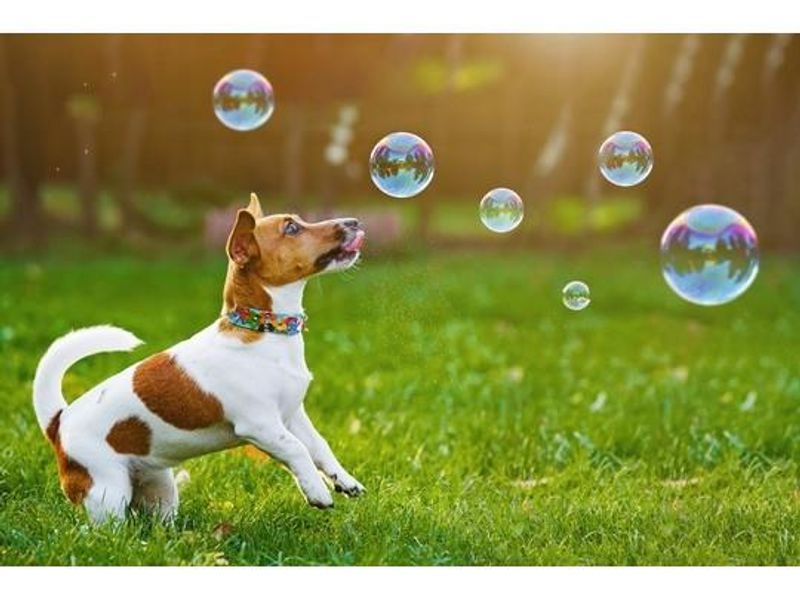 Dog Comets Intergalactic Bubbles